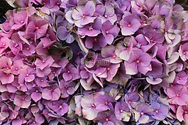 鲜花,在绽放,紫色