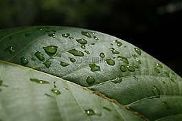 叶子,雨,绿叶