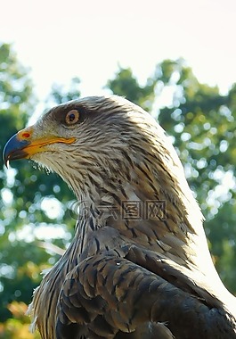捕食鸟,鸟,捕食者