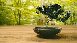 树,盆景,小树