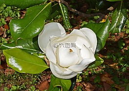 晚餐盘玉兰,花开,玉兰