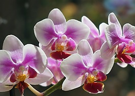 蝴蝶兰杂交,蝴蝶兰,兰花