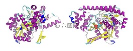 alat2,人类,丙氨酸