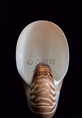贝壳,海贝壳,鹦鹉螺