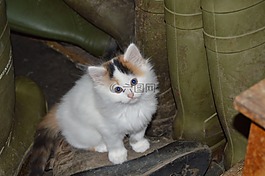 猫,mieze,德国每天指针