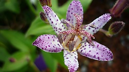 tricyrtis 希尔,花,兰花的-类似的