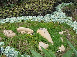植物,绿色,嵌