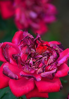 玫瑰,花瓣,红色