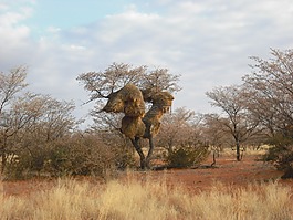 猴面包树,非洲,树