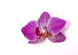 蝴蝶兰,兰花,热带