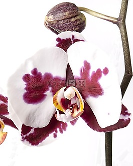 蝴蝶兰,兰花,热带