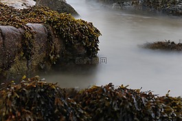 海草,岩,海