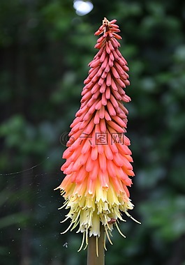 波尔卡,kniphofia,炽热的波尔卡