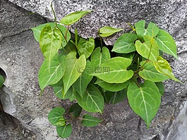花卉,植物,绿植