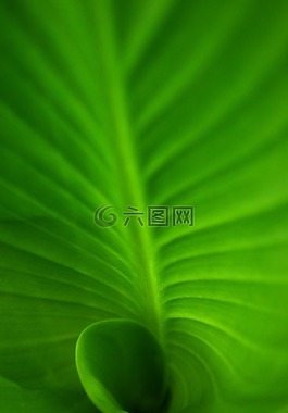 螺旋,螺旋叶片,绿色