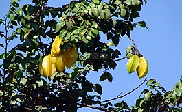 杨桃,starfruits,树