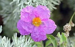 rockrose,梦乡,开花