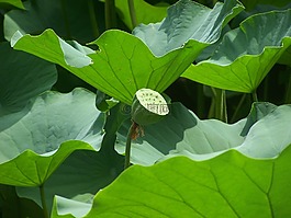 莲花,莲花种子头,叶子