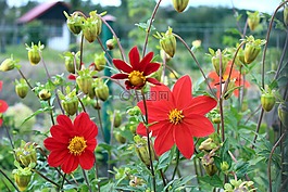 dahlia牛排,大丽艾丽卡别墅乡村度假,红色的花朵