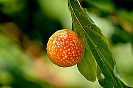 虫瘿,东方栗瘿蜂,橡胆