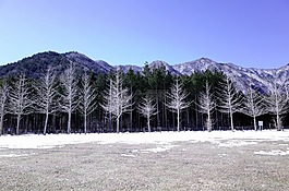 冬季,木材,暨我脚 et al