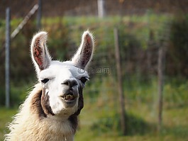 喇嘛,骆驼,paarhufer