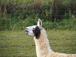 喇嘛,骆驼,paarhufer