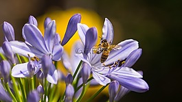 蜜蜂,昆虫,紫色