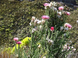 鲜花,野生,山