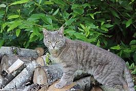 猫,构成,动物