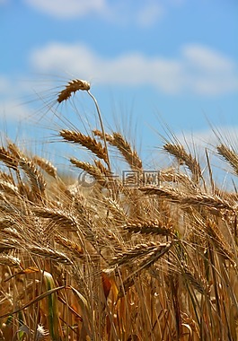 小麦,由柴塔尼亚 k,小麦的耳朵