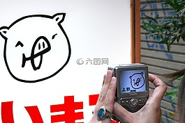 豬,攝影,對比