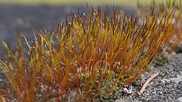 moss编织,自然景观,魅力的野生植物