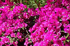 云南,鲜花,景观