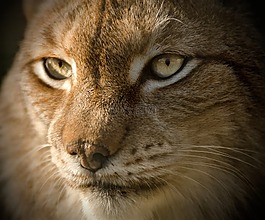lynx,欧亚,关闭