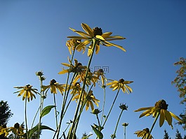 coneflower,鲜花,黄色
