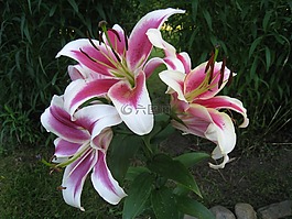 百合花,香氛,夏天