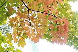 科尔,montalbo,秋天