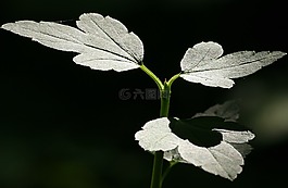 自然,阳光,叶子