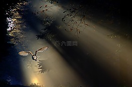 猫头鹰,谷仓猫头鹰,动物