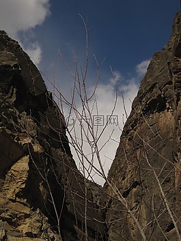 山,塔吉克斯坦,树