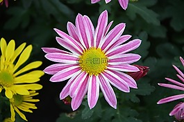 鲜花,颜色,黄色的白色紫色