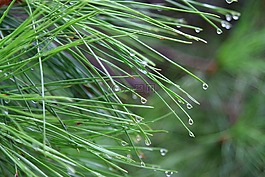 tree,针,松树