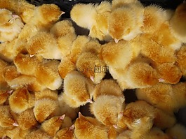 鸡,黄色,小鸡