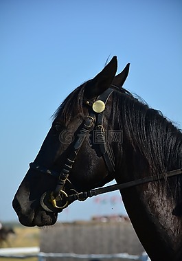 匈牙利语,马,马头