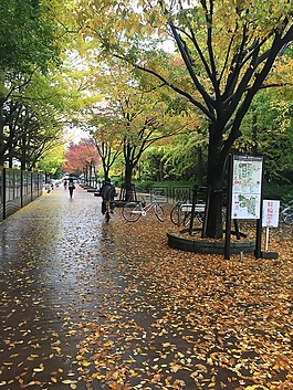 大阪大学,丰中校园,秋天