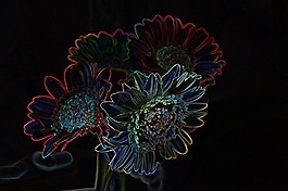 花,光,氖