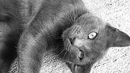 猫,动物,猫科动物
