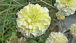 花,黄色,波姆波姆