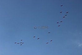 鸟类飞行,天空,飞行